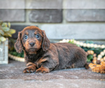 Small #2 Dachshund