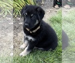 Small #4 German Shepherd Dog