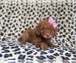 Small #3 Cockapoo (Miniature)