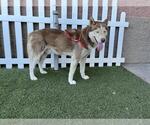 Small Alaskan Malamute