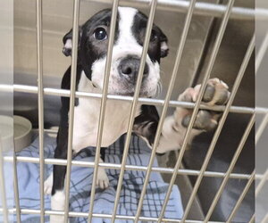 Mutt Dogs for adoption in Decatur, IL, USA