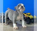 Small Photo #3 Bulldog Puppy For Sale in MISSOURI CITY, TX, USA