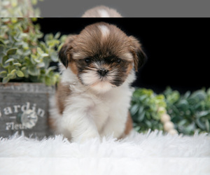 Medium Shih Tzu