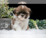Puppy Sabrina Shih Tzu