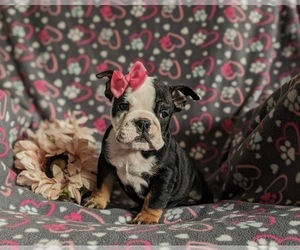 English Bulldog Puppy for sale in COCHRANVILLE, PA, USA