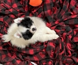 Pomeranian Puppy for sale in ROCHESTER, NY, USA