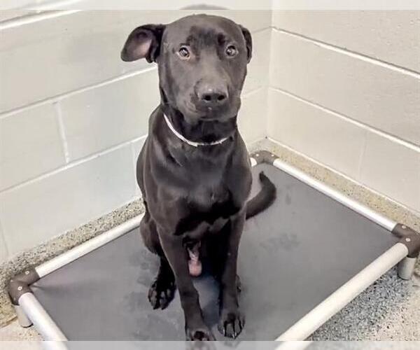 Medium Photo #3 Labrador Retriever Puppy For Sale in Houston, TX, USA