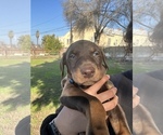 Small Photo #5 Doberman Pinscher Puppy For Sale in LEMOORE, CA, USA