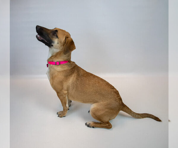 Medium Photo #5 Mutt Puppy For Sale in Kennesaw, GA, USA