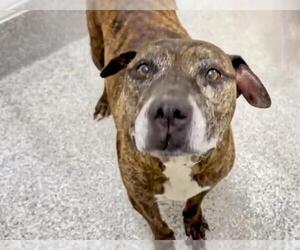 American Pit Bull Terrier-Plott Hound Mix Dogs for adoption in Houston, TX, USA