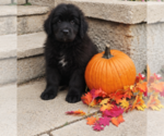 Puppy Puppy 7 Newfoundland