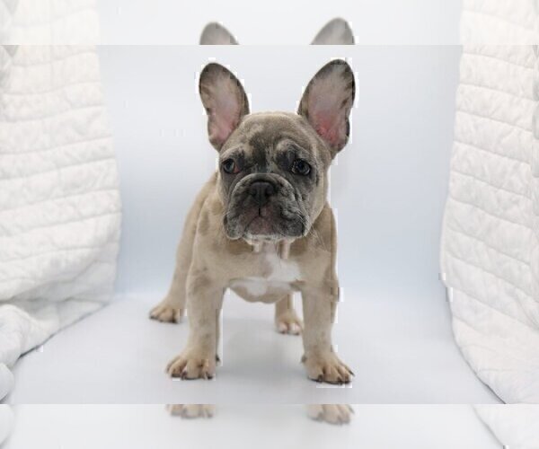 Medium Photo #1 French Bulldog Puppy For Sale in VILLANOVA, PA, USA