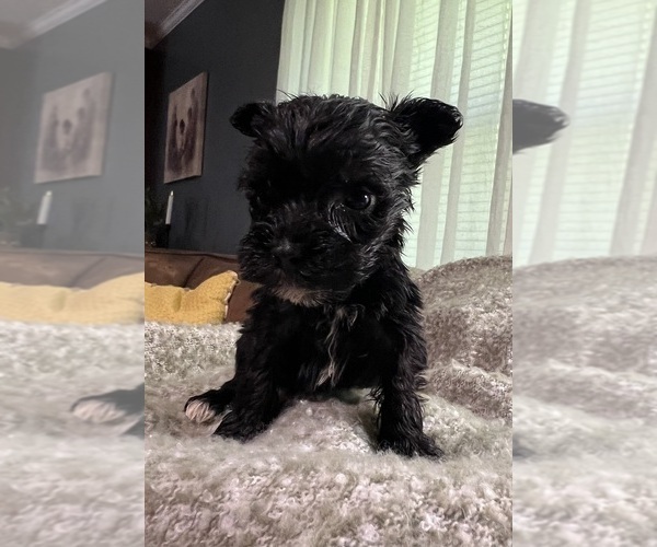 Medium Photo #11 Schnauzer (Miniature) Puppy For Sale in WALNUT COVE, NC, USA