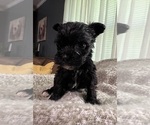 Small #10 Schnauzer (Miniature)