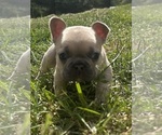 Puppy Puppy 1 Minnie French Bulldog