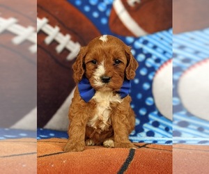 Cavapoo Puppy for sale in CHRISTIANA, PA, USA