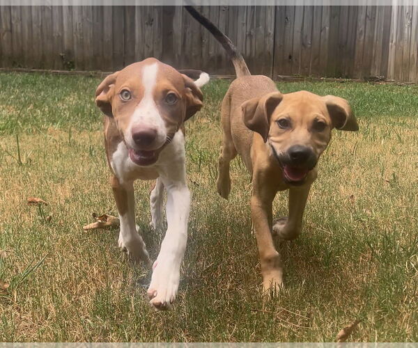 Medium Photo #2 Beagle-Unknown Mix Puppy For Sale in Atlanta, GA, USA
