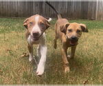 Small #1 Beagle Mix