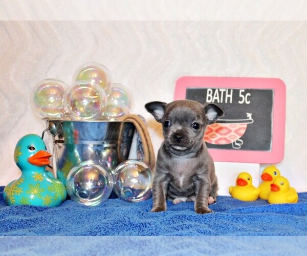 Medium Photo #1 Chihuahua Puppy For Sale in CHARLESTON, AR, USA