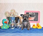 Puppy Zeno Chihuahua