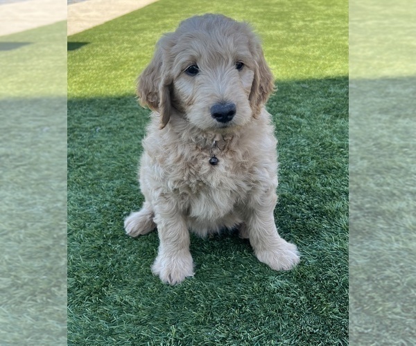 Medium Photo #126 Goldendoodle Puppy For Sale in PHOENIX, AZ, USA