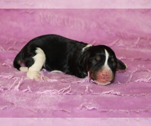 Dachshund Puppy for sale in BLOOMINGTON, IN, USA