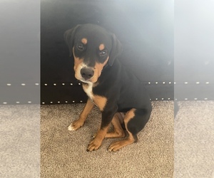 Rottweiler Puppy for sale in WINDSOR MILL, MD, USA