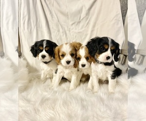 Cavalier King Charles Spaniel Puppy for Sale in WATERLOO, New York USA