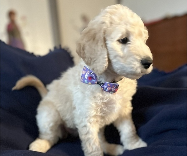 Medium Photo #4 Goldendoodle Puppy For Sale in ARCADIA, OR, USA