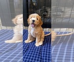 Small Photo #2 Cavapoo Puppy For Sale in TORRANCE, CA, USA