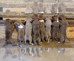 American Bully Puppy for sale in LENOIR CITY, TN, USA