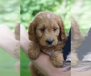Goldendoodle (Miniature) Puppy for sale in MILLERSBURG, OH, USA