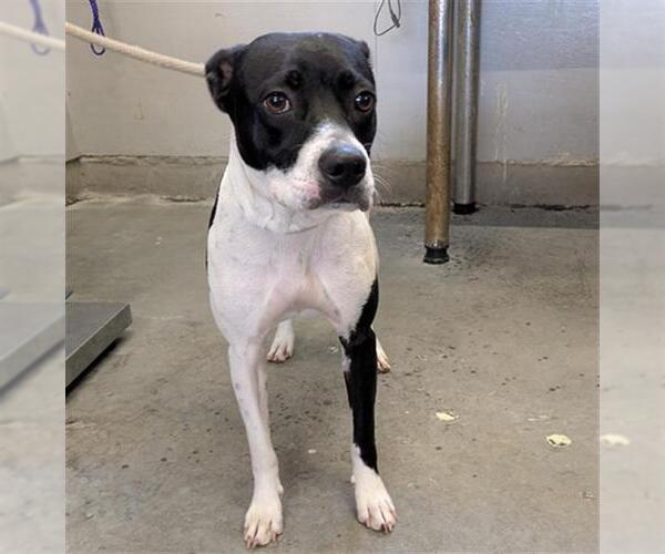 Medium Photo #1 Mutt Puppy For Sale in Camarillo, CA, USA