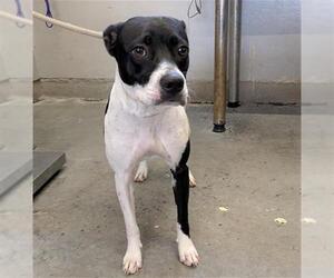 Mutt Dogs for adoption in Camarillo, CA, USA