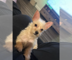 Small #1 Mutt