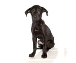 Small #2 Mutt