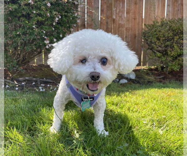 Medium Photo #7 Bichon Frise Puppy For Sale in Seattle, WA, USA