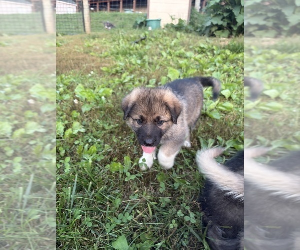 Medium Photo #10 German Shepherd Dog-Great Pyrenees Mix Puppy For Sale in LINDEN, VA, USA