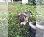 Small #9 German Shepherd Dog-Great Pyrenees Mix