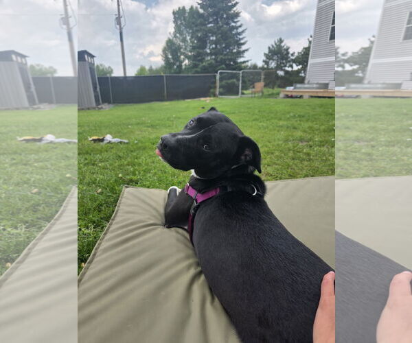 Medium Photo #5 Boxador Puppy For Sale in Princeton, MN, USA