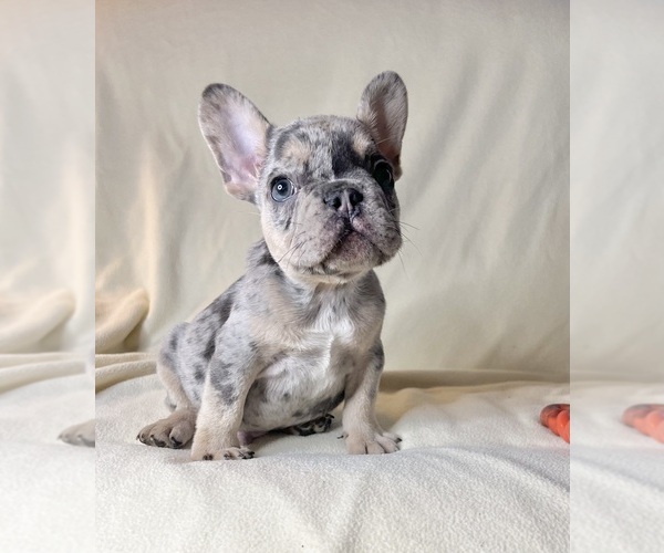 Medium Photo #9 French Bulldog Puppy For Sale in STATEN ISLAND, NY, USA