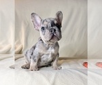 Litter of 6 - Male(s) and Female(s) French BulldogLitter of Puppies for Sale - Photo #9