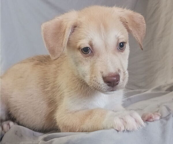 Medium Photo #12 Huskies -Unknown Mix Puppy For Sale in Chico, CA, USA