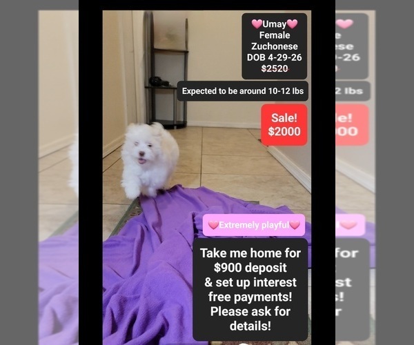 Medium Photo #1 Havanese-Zuchon Mix Puppy For Sale in TUCSON, AZ, USA