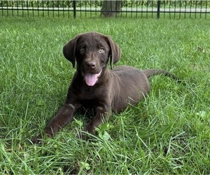 Labrador Retriever Puppy for sale in FRANKLIN, IN, USA