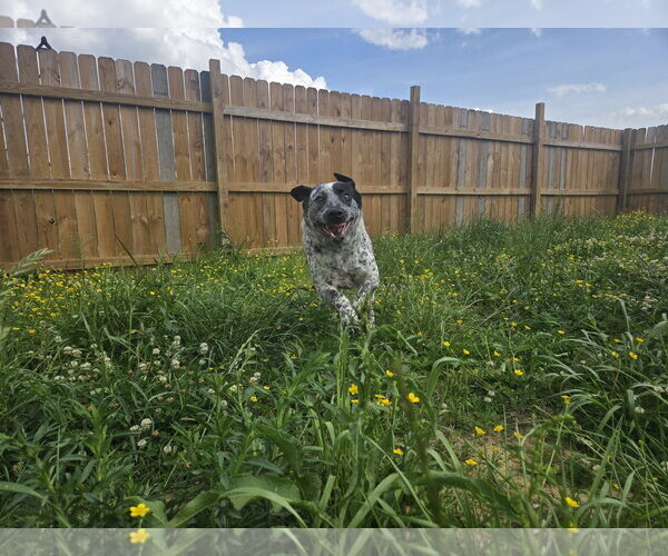 Medium Photo #2 Mutt Puppy For Sale in Jackson, MS, USA