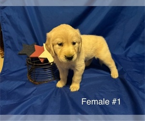 Golden Retriever Puppy for sale in BISHOP, GA, USA