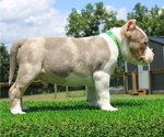 Small Photo #2 American Bully Puppy For Sale in FRANKLIN, KY, USA