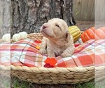 Small #6 Goldendoodle