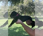 Small Photo #2 Cane Corso Puppy For Sale in PORTERVILLE, CA, USA
